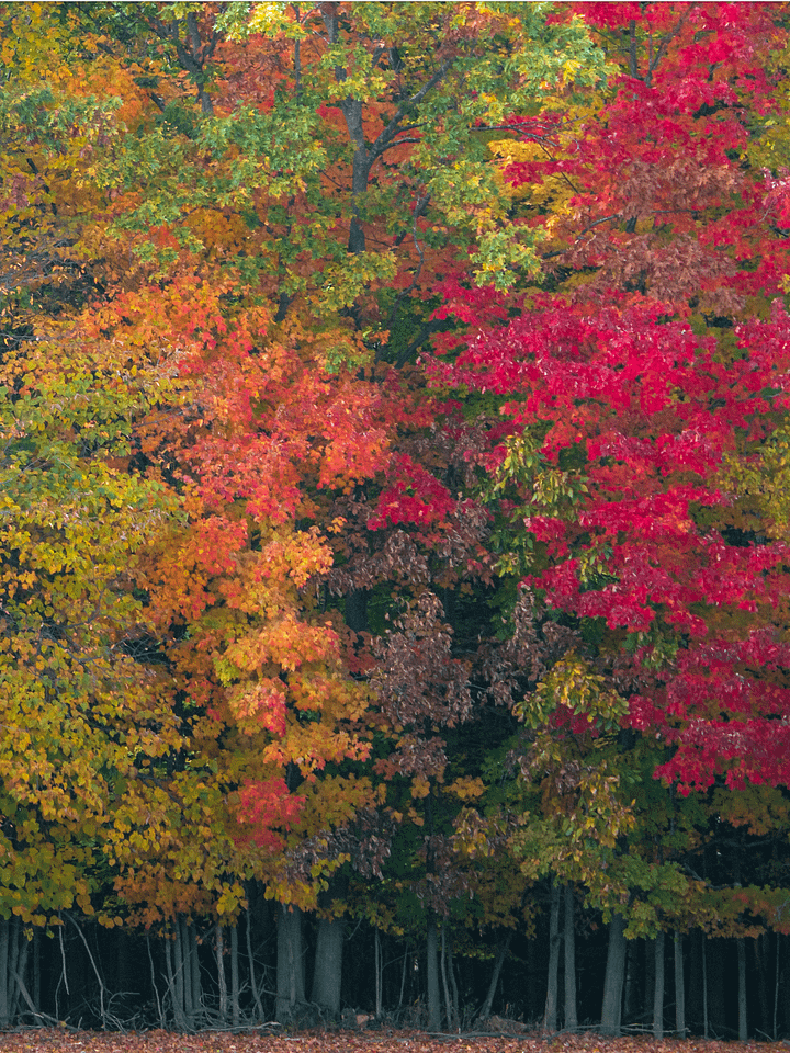 Fall Panorama product image (1)