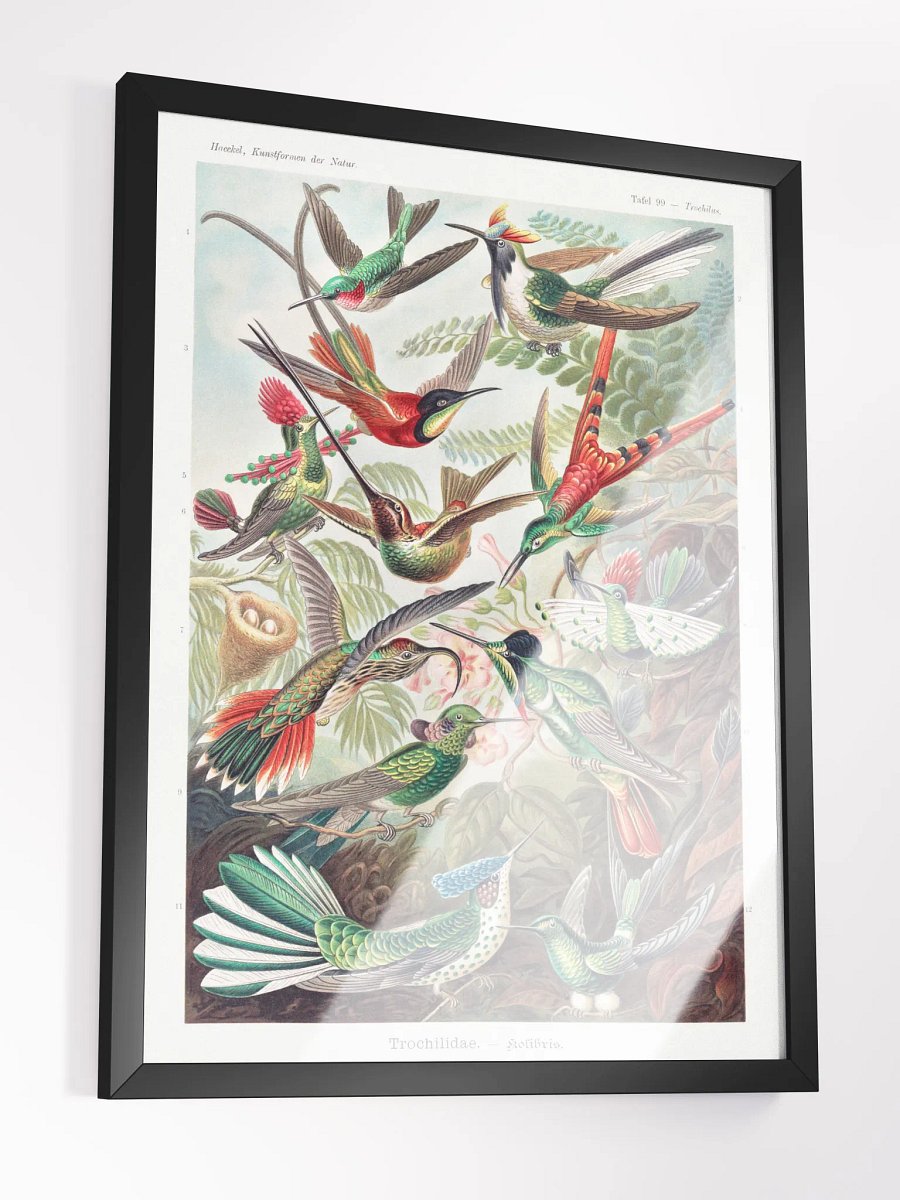 Kolibris product image (6)