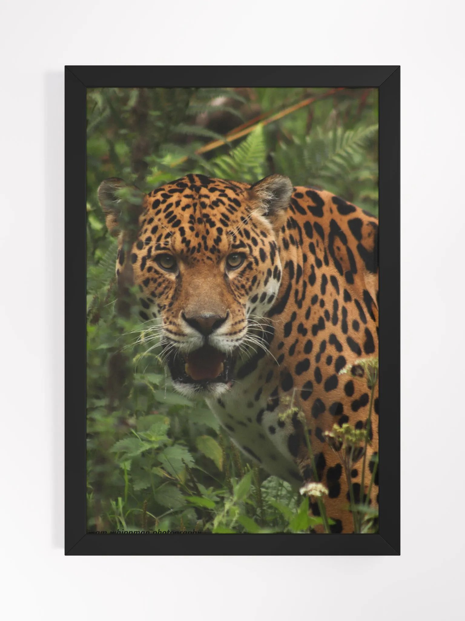 Jaguar Print product image (1)