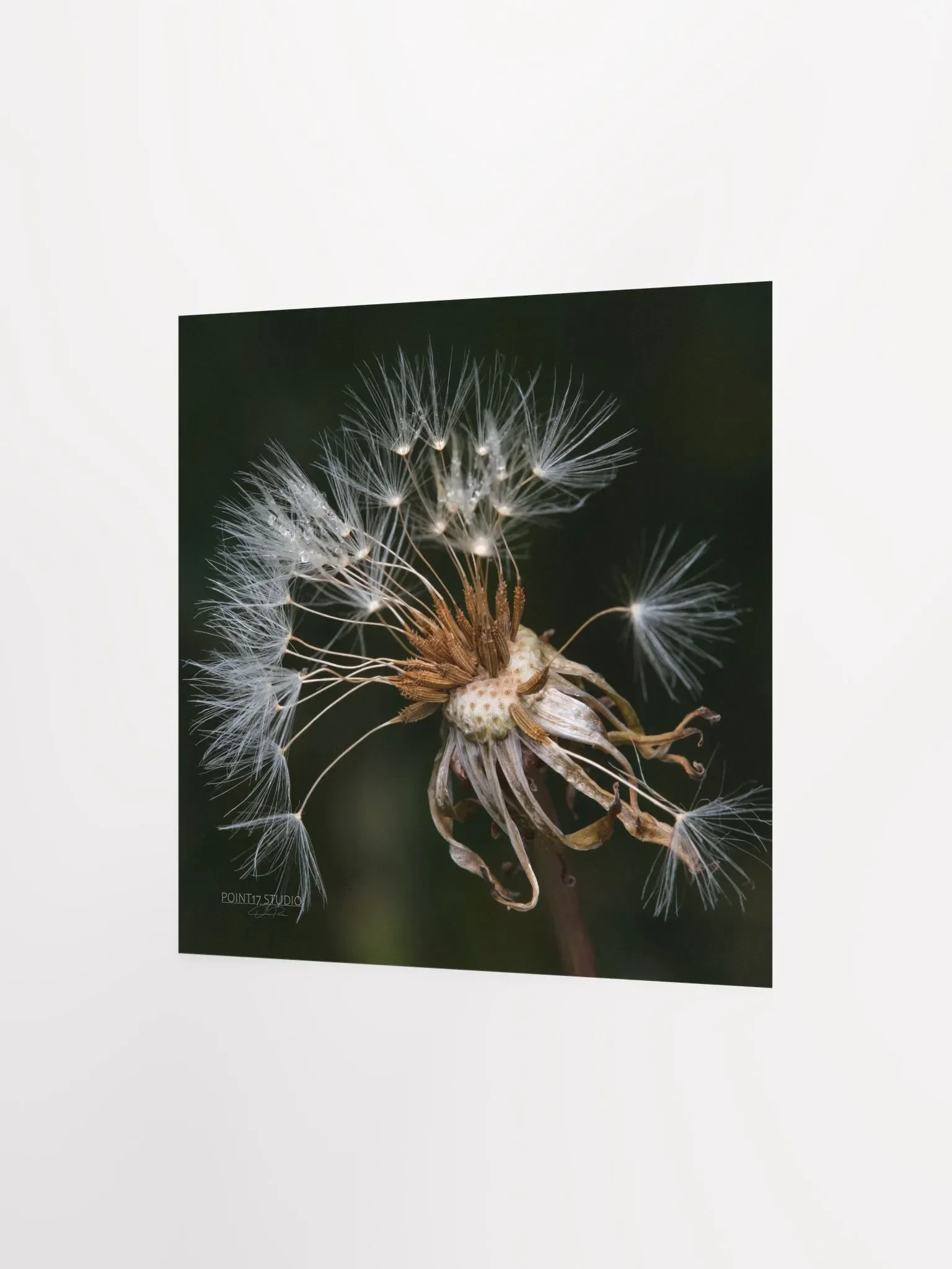 Dandelion #9 - Print product image (4)