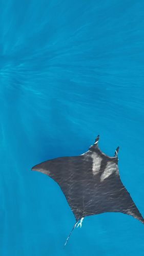 Happy World Ocean Day 🌊🐬🐳🦀🐠🐙!!

We are a bit late on the ball - but as someone wise said: “Everyday is ocean day!!” ☺️😉

The ...