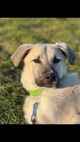 ° Bono °

Meet Bono – Your Future Best Friend! 

At just 10 months old, Bono is ready to find his forever home! Rescued as a ...