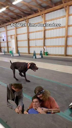 Welcome to the sport of flyball ��

#flyball #flyballsport #flyballdogs #boxloader #getyourball