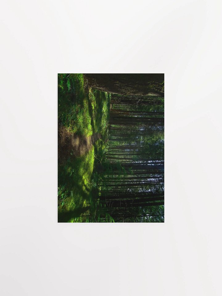 Lower Dungeness Trail Timber sun lighting Matte Poster product image (1)