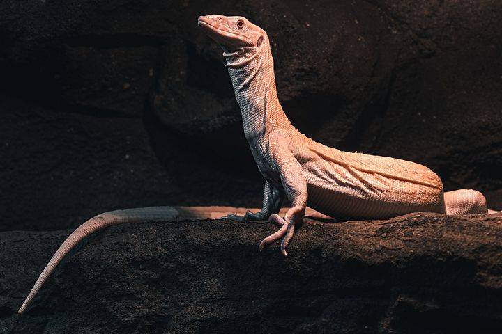 Baby Albino Nile Monitor #2 product image (1)