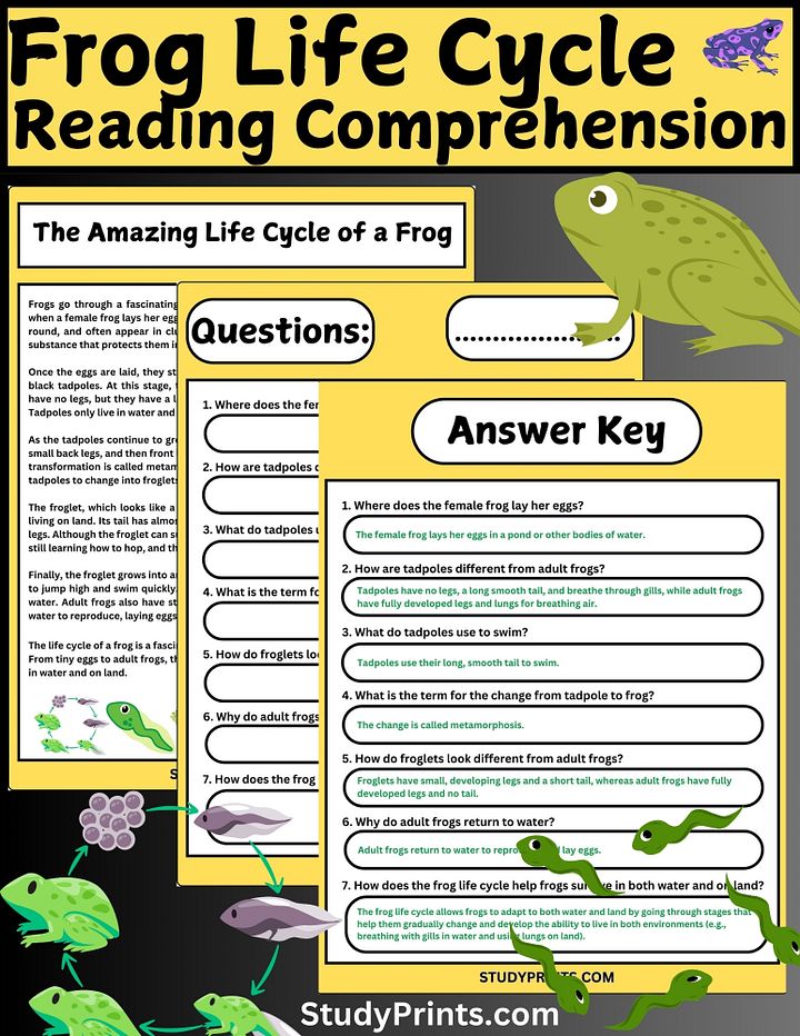 Frog Life Cycle Reading Comprehension Worksheet product image (1)