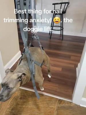 One of the best purchases I ever made. 😆. @The Doggie Lift #dogsoftiktok #dogs #pitties #pittiesoftiktok #twitch #twitchstreamer #twitchtv #twitchaffiliate #twitchaffiliatestreamer #nailtrim #nailtriming #nailtrimdifficultdog 