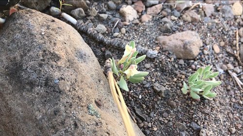 A detailed look at Scutellaria nana, Dwarf or Desert Skullcap. 

Lamiaceae, the mint family, generally has square stems, oppo...