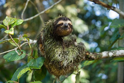 Sloth fact of the day!  Did you know that because sloths move so slowly, algae can grow on their fur. Because of their superi...