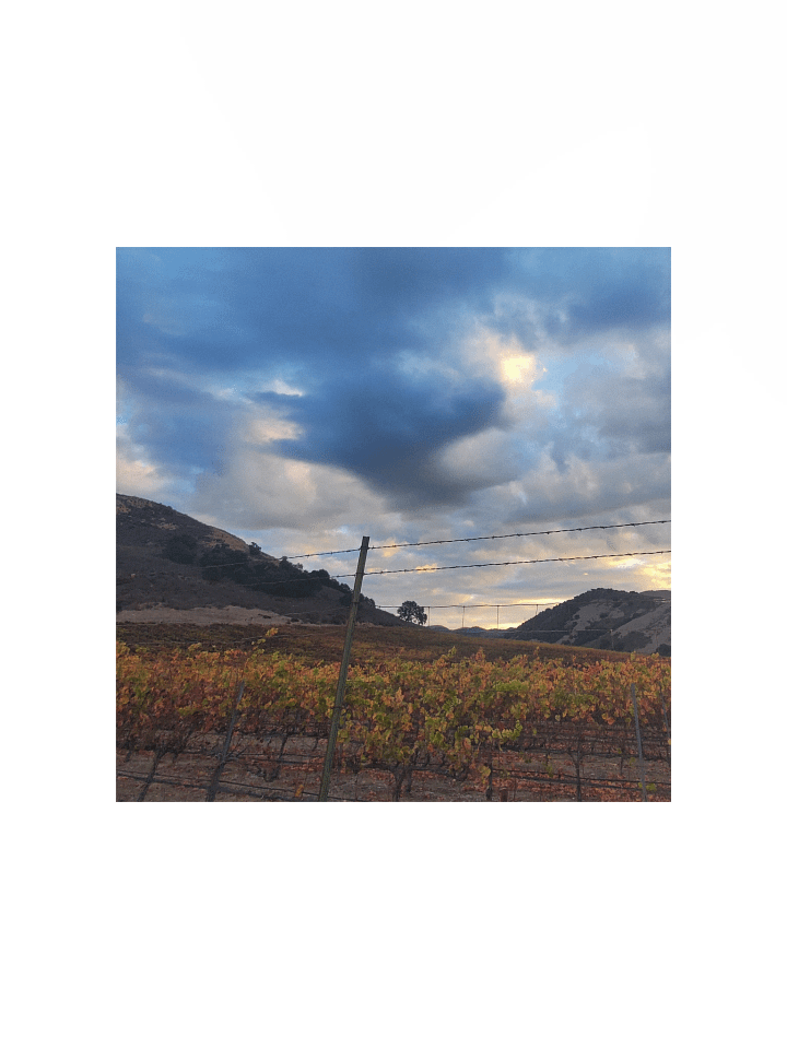 Vineyard Horizon Matte Poster product image (5)