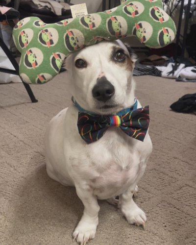 I’d like to announce I am officially running as #potus2024 please vote from me or perish