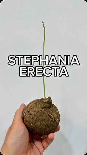 🌿 è partita?

🌿 tempo di foglie per le nostre Stephania erecta (o S. pierrei) 

🌿 se ancora non sono vegetate o c’è qualche p...