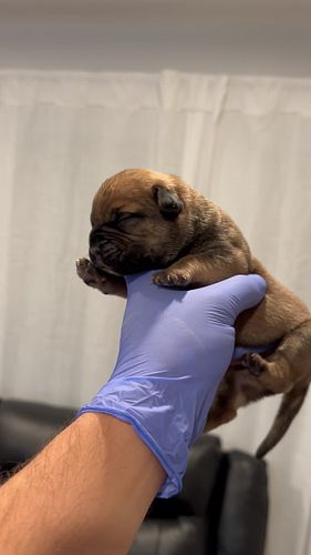 CH SGT. MEG ✖️ AMOR - this litter is bringing some OLD bloodlines 🩸 into our program. Can’t wait to see how these pups develo...