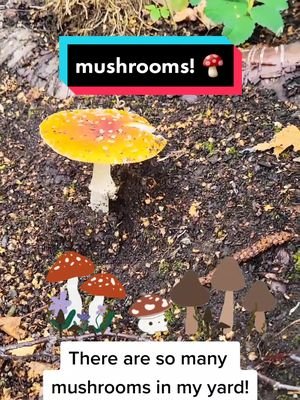 It has rained so much, but how can I mow the lawn now? 🍄🧚‍♀️🍄 #anchorage #alaska #mushrooms