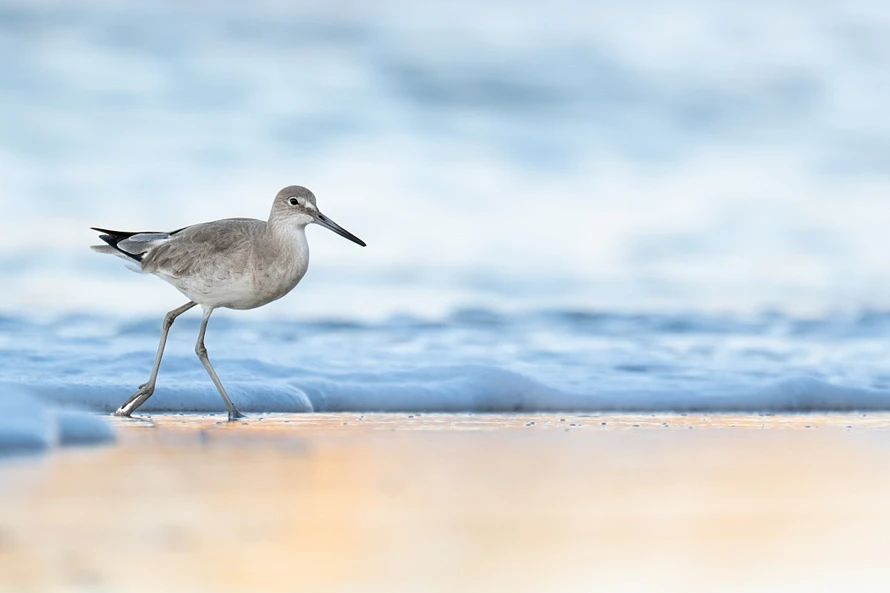 A small shorebird with long legs, a gray body, and a dark long pencil-like bike runs away from the water creeping up the golden shore. 