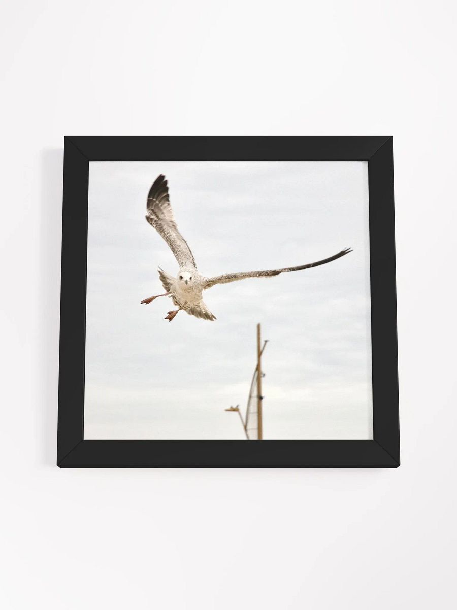 Young Gull Flying High Framed Print product image (18)
