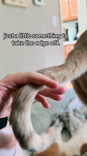 accidentally gave him a complex at the same time. #cat #orangecat