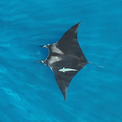World Ocean Day is just around the corner.. how are you going to celebrate?
We'll be celebrating by having a couple of cheeky...