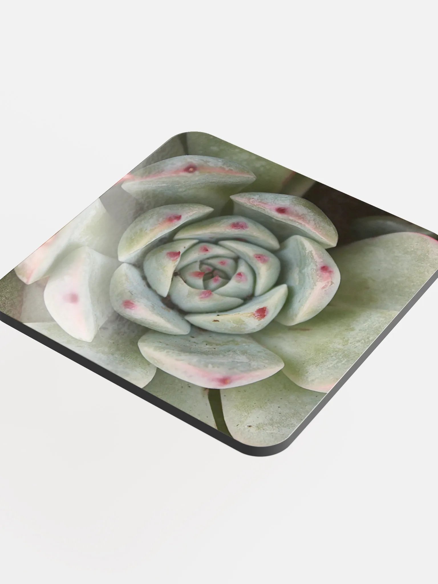 Red Tipped Succulent Single Coaster product image (4)