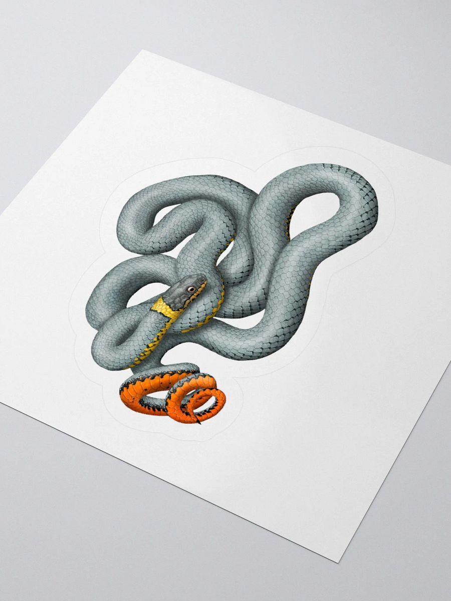 Die-Cut Sticker – Regal Ringnecked Snake product image (9)