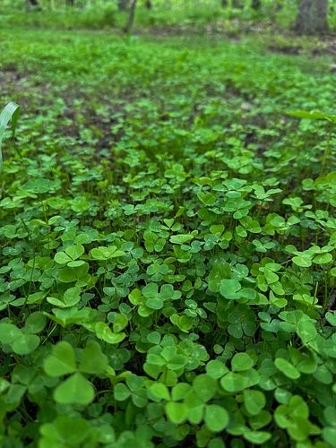 Do you plant anything near your tree stand if you hunt private property or do you just move around and follow the deer sign o...