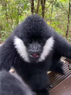 Best Animal Voiceovers Jerry Edition🐒