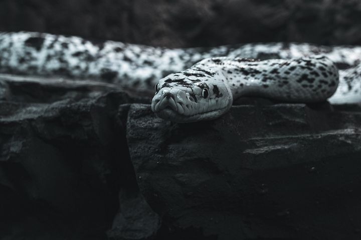 Cow Retic #3 product image (1)