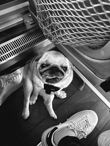 our little holiday starts here 🐶😍

#pugs #mirri #pug