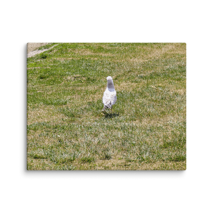Seagull Takes A Stroll (Canvas) product image (1)