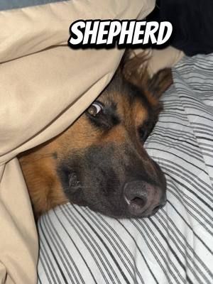 ☺️🖤  #germanshepherd #gsdoftiktok #gsd 