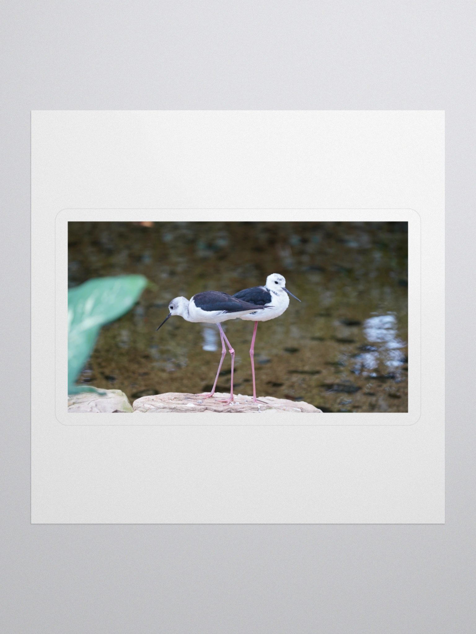 Stylish Black-Winged Stilts Stickers product image (1)