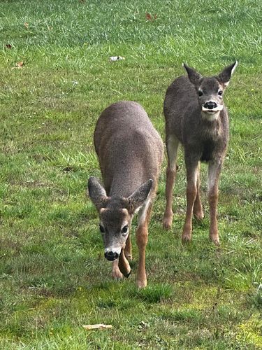 Mama had a male and female this rut