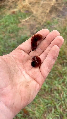 Anyone else hate golf as much as I do? Spoiled man babies out there dressed like idiots. #midwest #kansas #butterflyhabitat #...