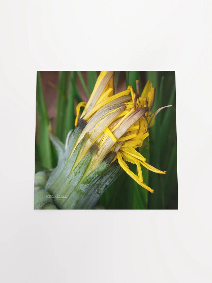 Dandelion #8 - Print product image (11)