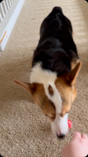 Winter loves a game of fetch and kind of return.