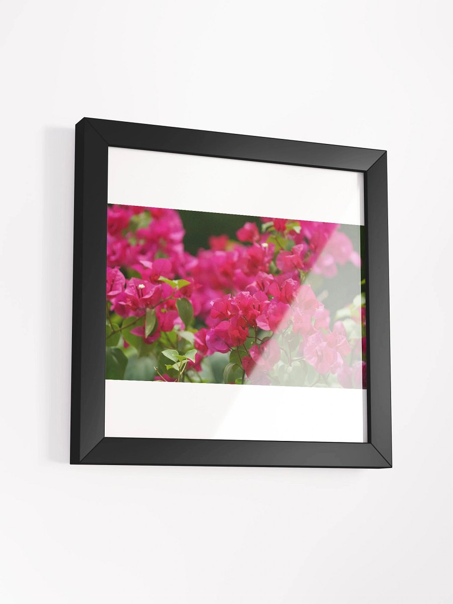 Vibrant Bougainvillea Bliss Framed Poster product image (15)