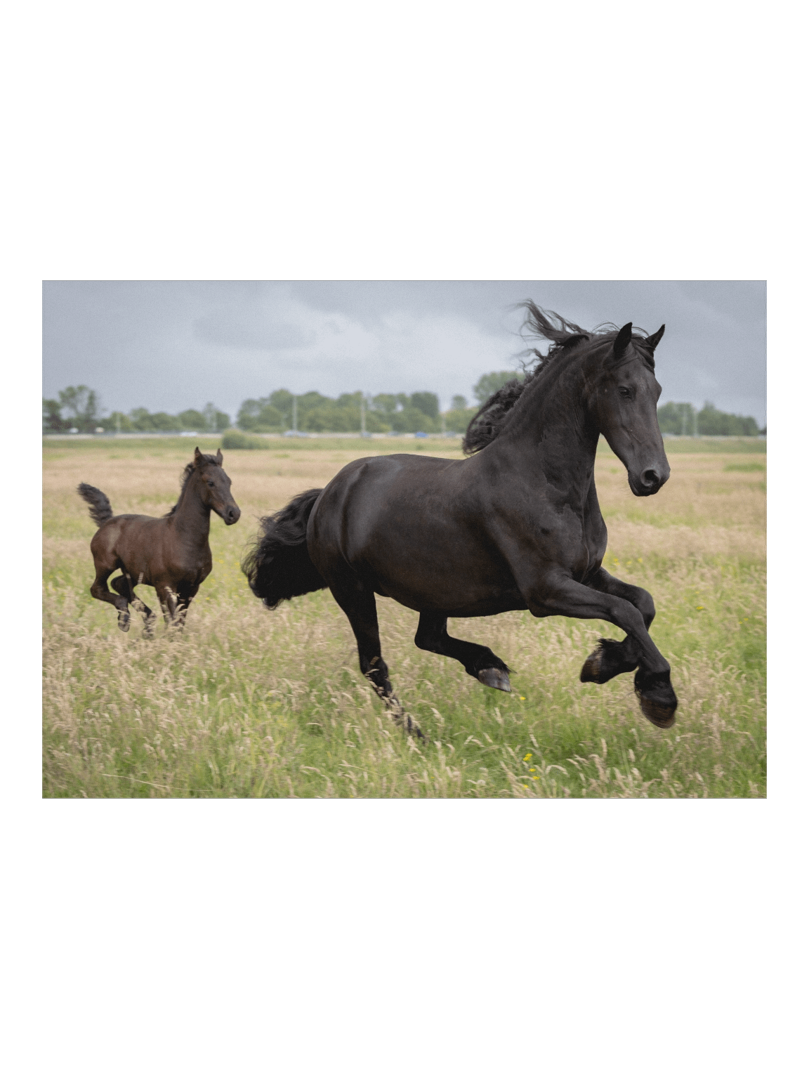 Friesian horses Saly & Elvis product image (1)
