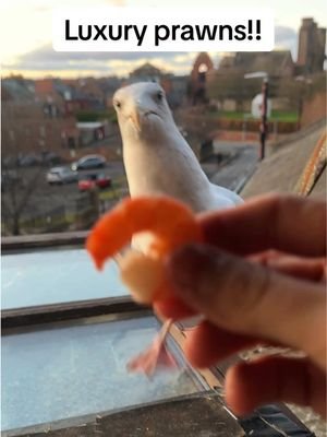 He bit me…. #fyp #foryou #seagull #feedingsteven #pets