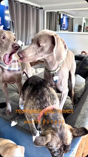 Every moment with friends is so amazing 🐶💕
. #weimaraner__daily #weimaranerpuppy #weimaranerlove #weimaranerlife #weimaranerw...