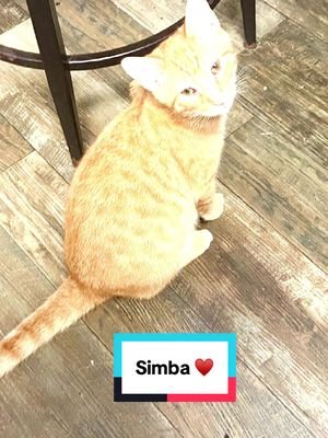 Happy 1st  birthday to simba loving and very affectionate cat I ever had #catsoftiktok #fyp  🐈🐱