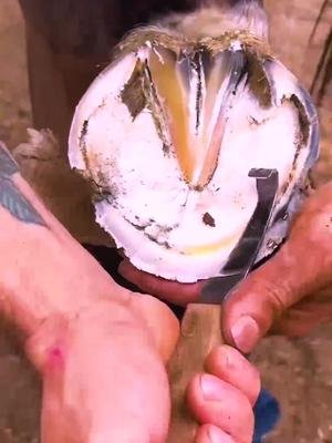 Helping out this horse! #asmr #satisfying  #horse #farriersoftiktok #animalwelfare #horseshoe
