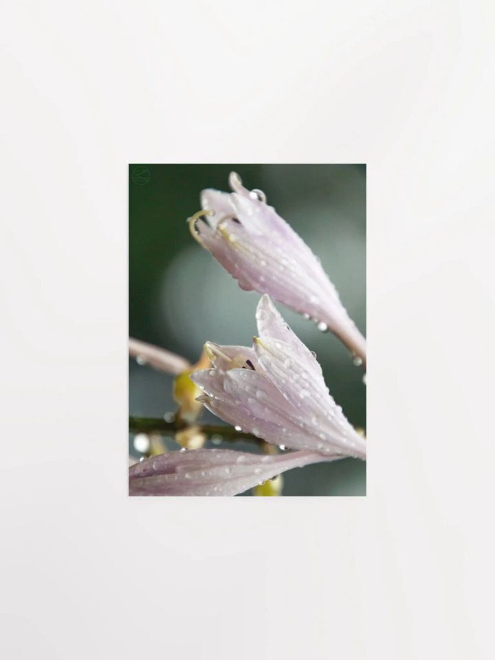 Morning Dew Print product image (2)
