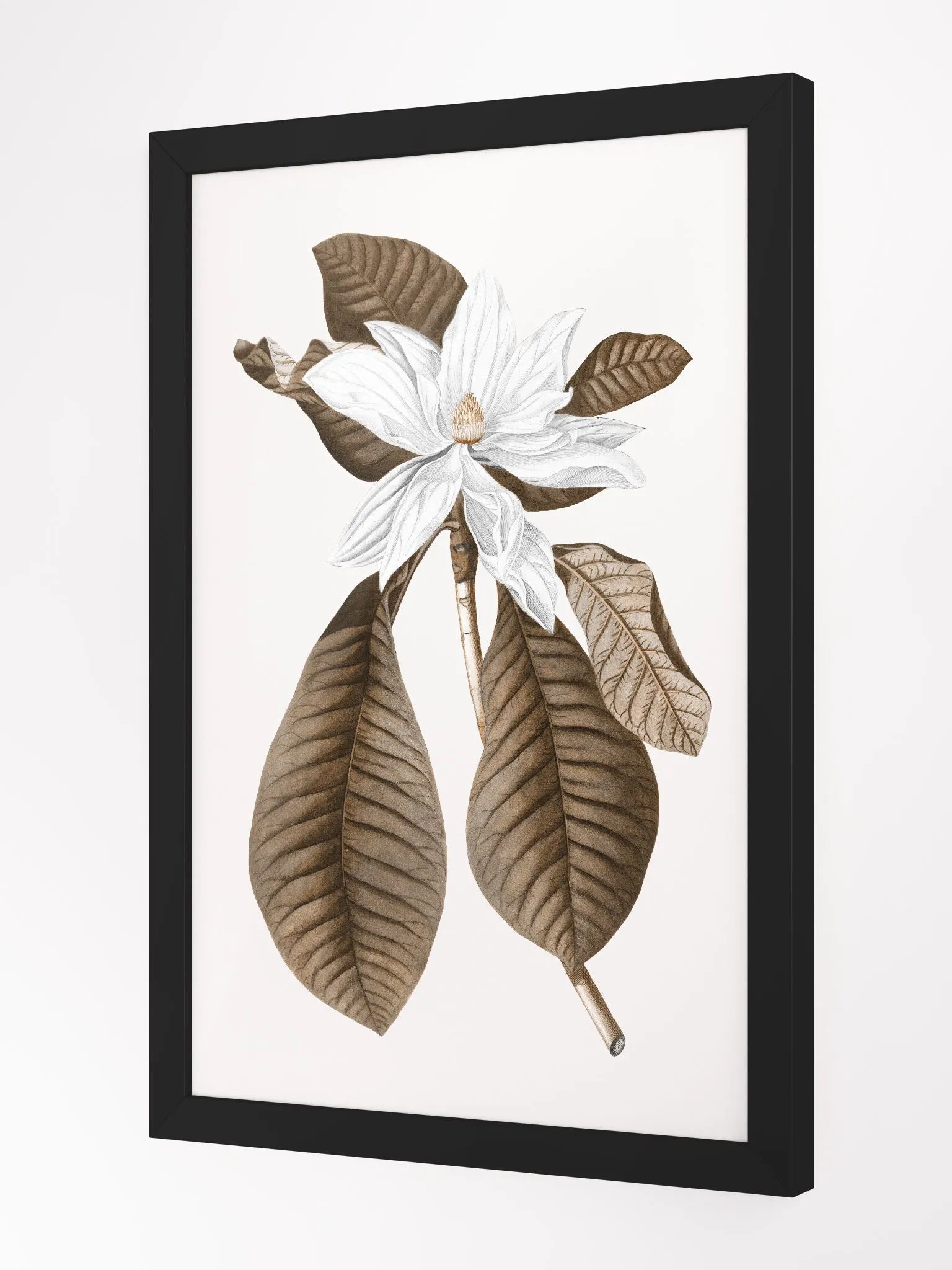 Magnolia Grandiflora #4 Framed Print product image (2)