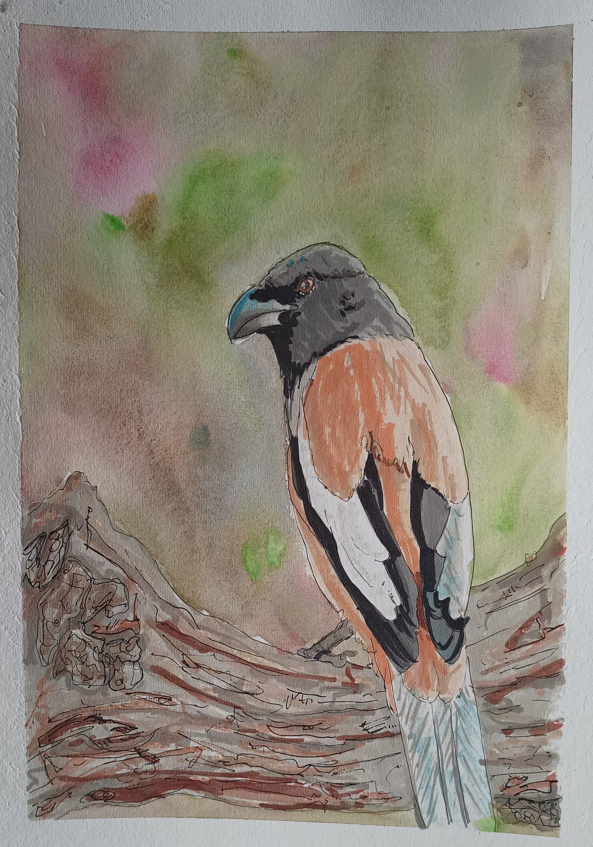 Original Art Series: Corvids [11] Rufous Treepie product image (1)