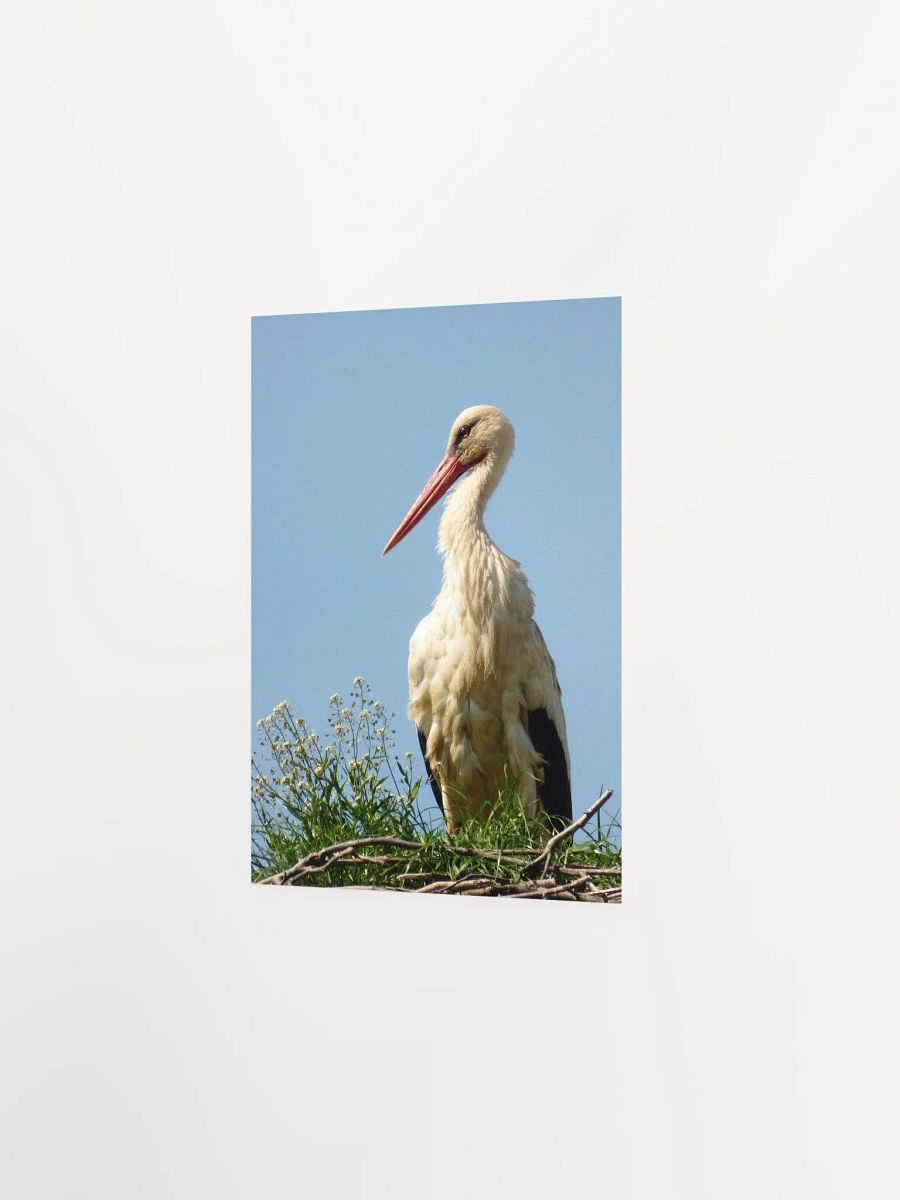 The white stork - Enhanced Matte Paper Poster product image (2)