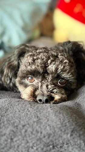 👹🐻
just napping on my favorite sleeping mat made by the pawrents.

#Chiko X #ThousandSunny