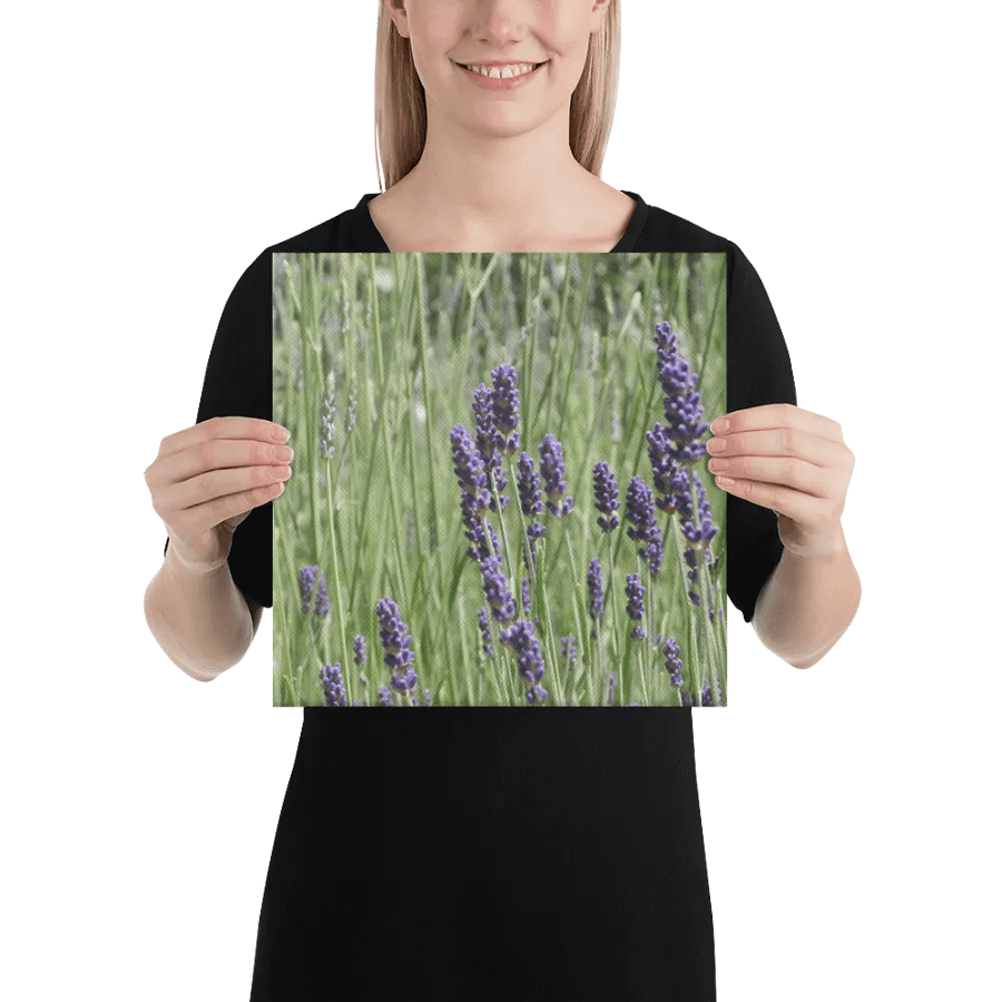 Field of Lavender product image (2)