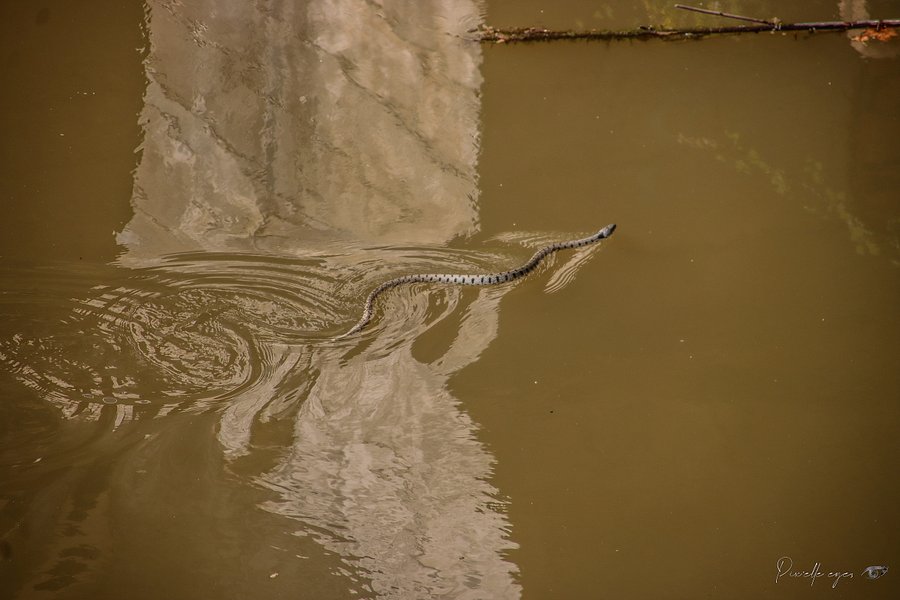 Fine art nature - Dancing Serpent – La Londe les Maures, France product image (1)