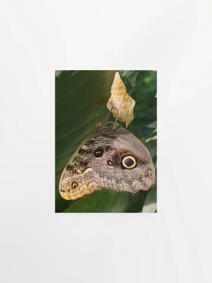 Tropical Owl Butterfly Poster 5x7" product image (1)