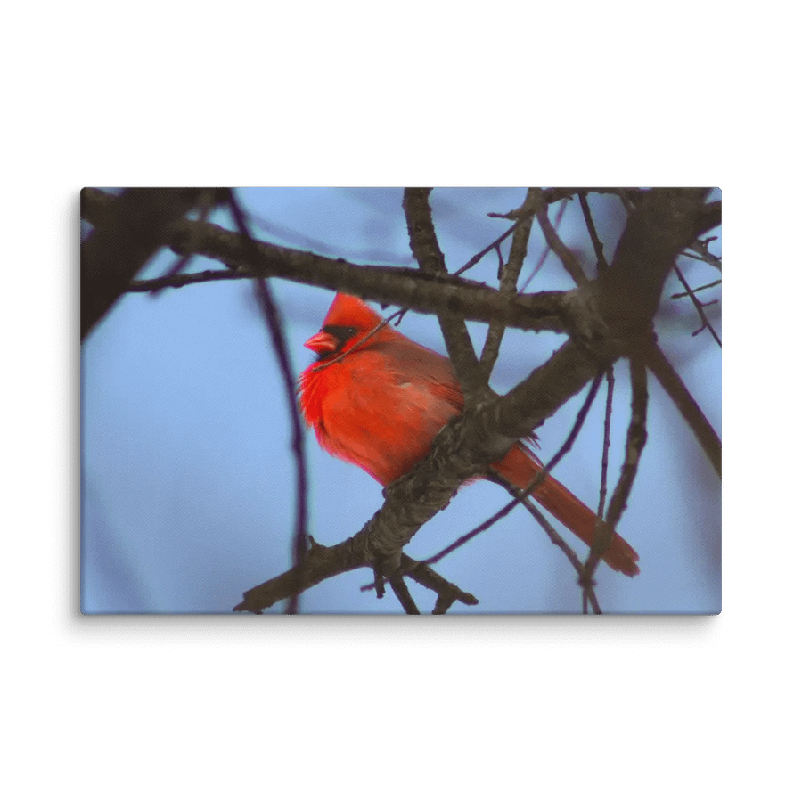 Lone Cardinal product image (3)